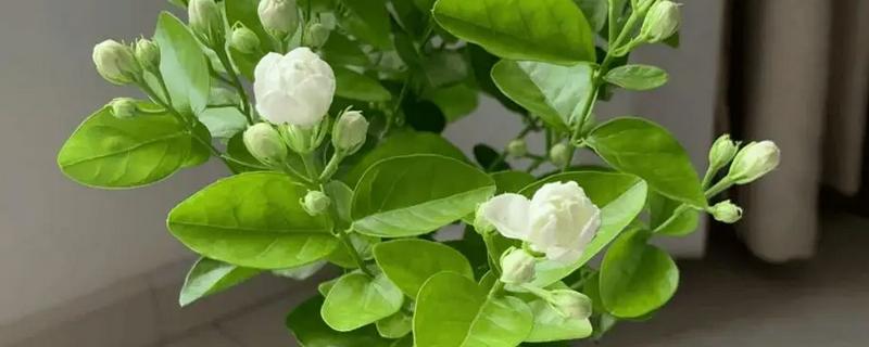 为什么茉莉掉花，它喜欢微酸性的壤土