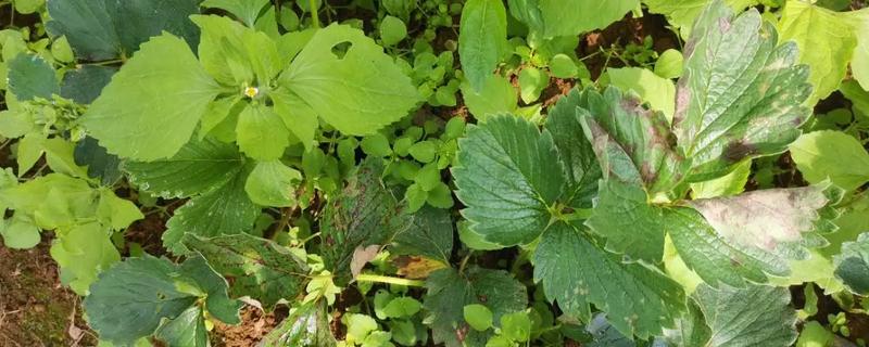 怎么防治草莓炭疽病，将病残体清除可减少菌源