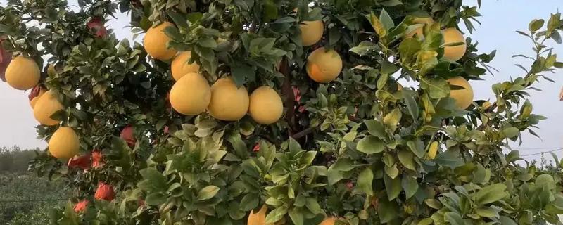柚子有哪几种颜色，有白色、红色、黄色三种