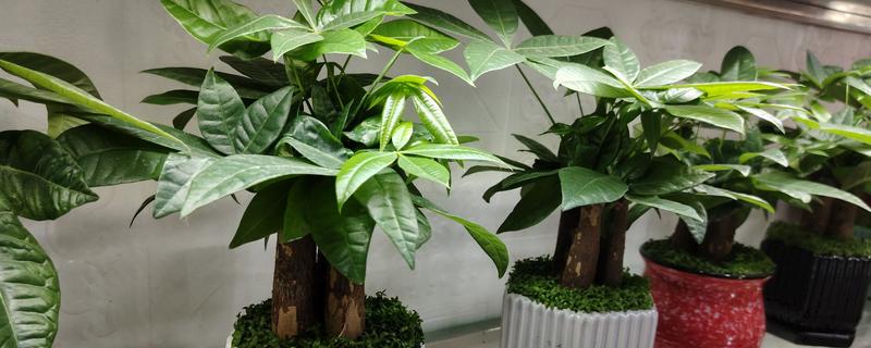 盆栽植物在室内摆放的注意事项，一定要注意盆栽植物的香味