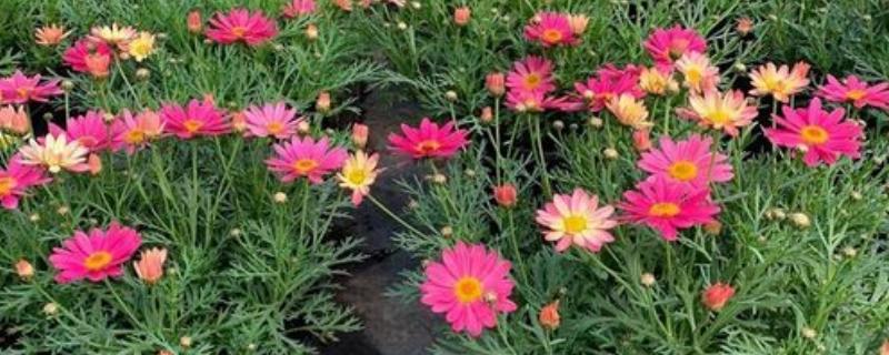 玛格丽特花的花期，在10月开花来年5月结束