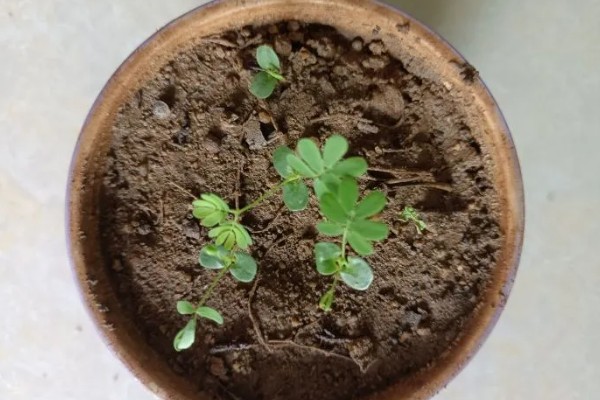 含羞草的育苗方式，在春天育苗为佳