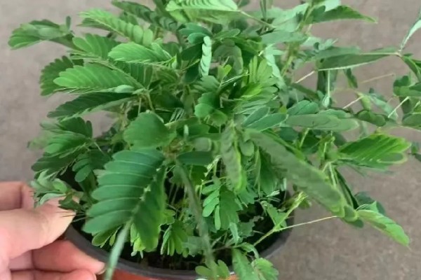含羞草的育苗方式，在春天育苗为佳