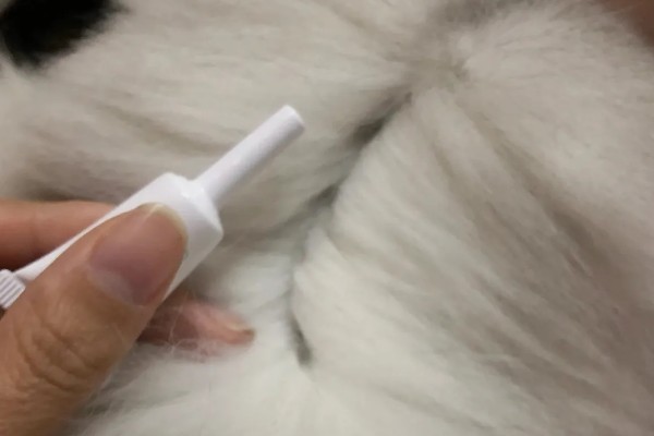 如何灭杀猫身上的跳蚤，喷施爱滴克具有治疗效果