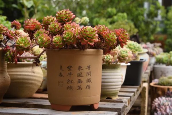 多肉植物能不能放在卧室里，没有危害可以放卧室