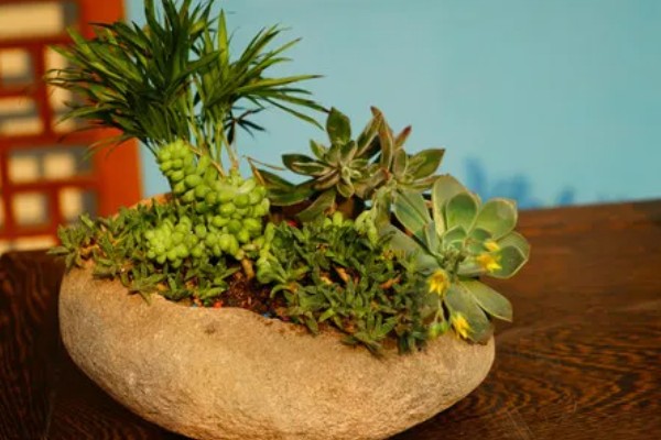 多肉植物能不能放在卧室里，没有危害可以放卧室