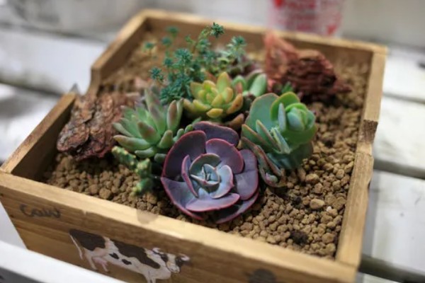 多肉植物能不能放在卧室里，没有危害可以放卧室