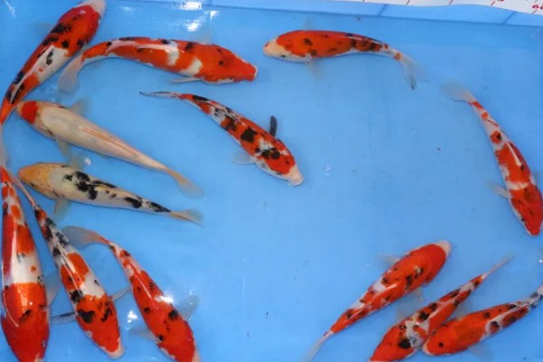 锦鲤鱼吃什么食物，可以吃软体动物、底栖动物等
