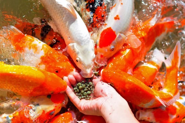 锦鲤鱼吃什么食物，可以吃软体动物、底栖动物等