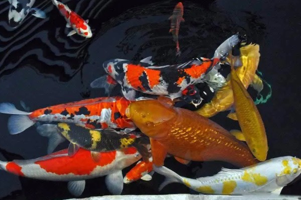 锦鲤鱼吃什么食物，可以吃软体动物、底栖动物等