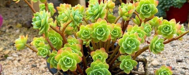 薄化妆开花后如何处理，剪除花剑有利于后期管理