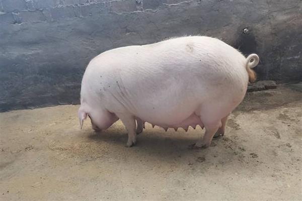 母猪胎衣不下如何治疗，如果是难产就要立刻人工助产