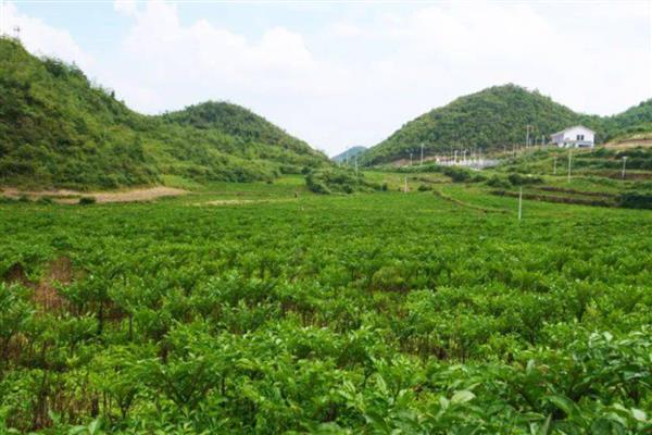 魔芋的播种方法，将种子与生石灰和草木灰混合后再撒播