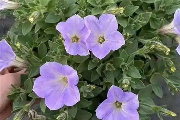 牵牛花如何过冬，要适当调节温度