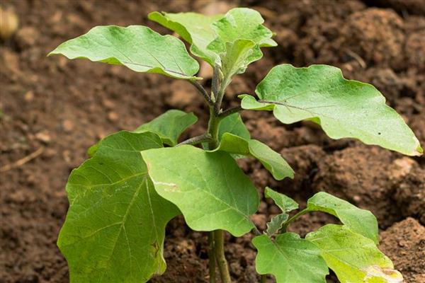 茄子秧叶子发黄怎么处理，要为植株根部覆盖一层塑料膜