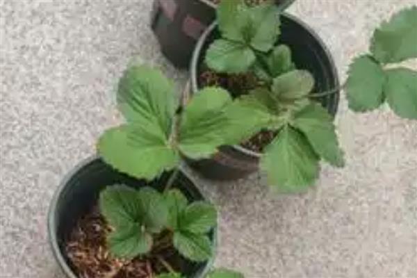 枯萎的草莓苗如何挽救，要从修剪植株开始着手进行