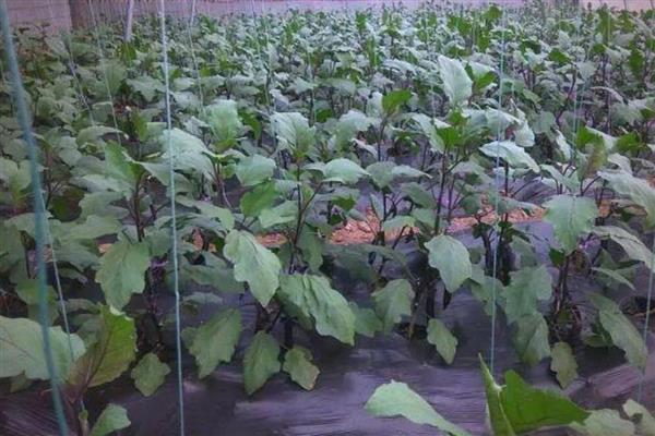 茄子秧叶子发黄怎么处理，要为植株根部覆盖一层塑料膜