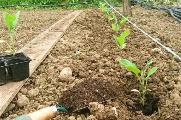 茄子秧叶子发黄怎么处理，要为植株根部覆盖一层塑料膜