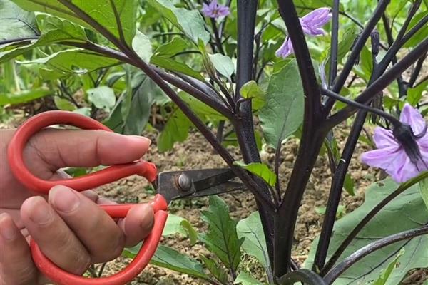 茄子秧叶子发黄怎么处理，要为植株根部覆盖一层塑料膜