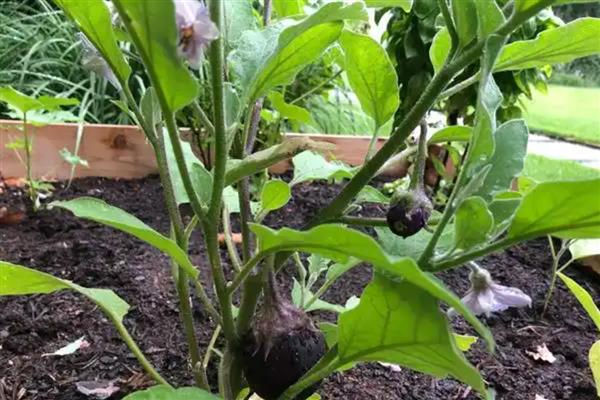 茄子秧叶子发黄怎么处理，要为植株根部覆盖一层塑料膜