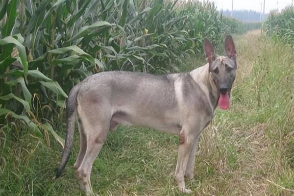 河北狼青犬的形态特征，其外形跟狼十分相似