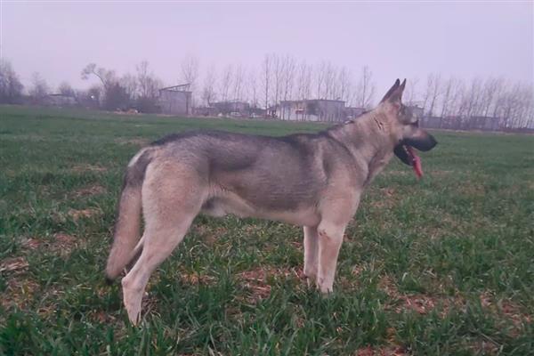 河北狼青犬的形态特征，其外形跟狼十分相似