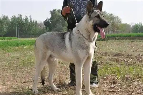 河北狼青犬的形态特征，其外形跟狼十分相似