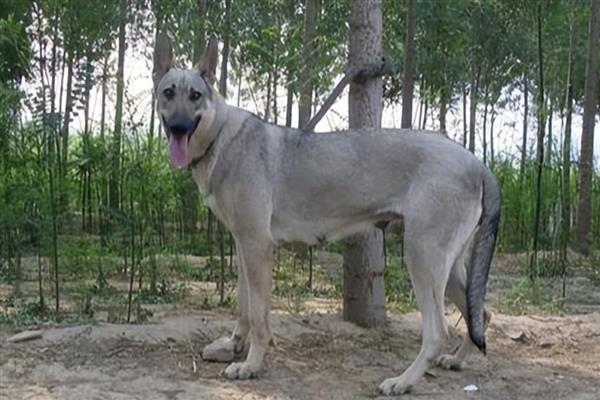 河北狼青犬的形态特征，其外形跟狼十分相似
