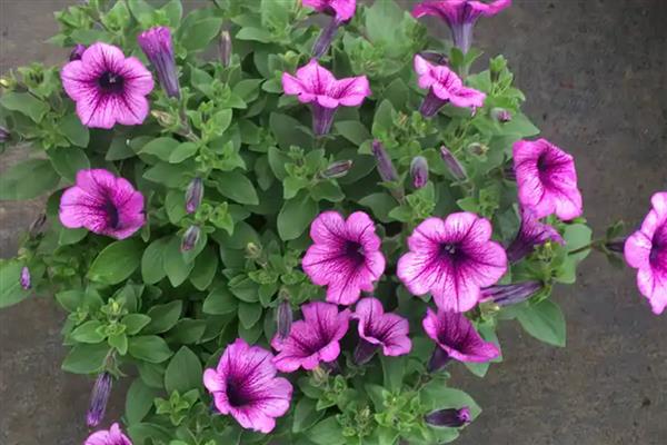 牵牛花如何过冬，要适当调节温度