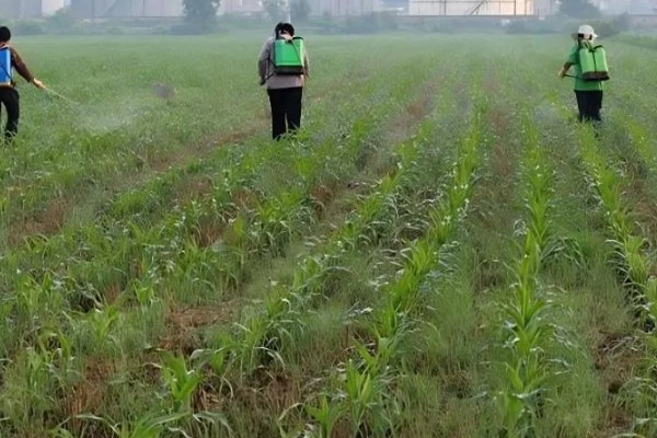 山区玉米苗期的管理方法，可在幼苗3-4叶时间苗