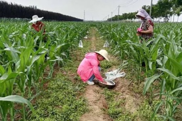 山区玉米苗期的管理方法，可在幼苗3-4叶时间苗