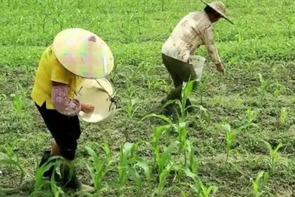 山区玉米苗期的管理方法，可在幼苗3-4叶时间苗