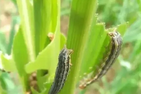 山区玉米苗期的管理方法，可在幼苗3-4叶时间苗