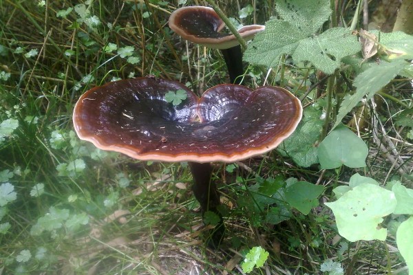 哪里产的灵芝比较好，长白山、大别山的灵芝好