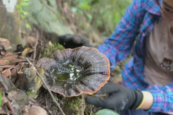 哪里产的灵芝比较好，长白山、大别山的灵芝好