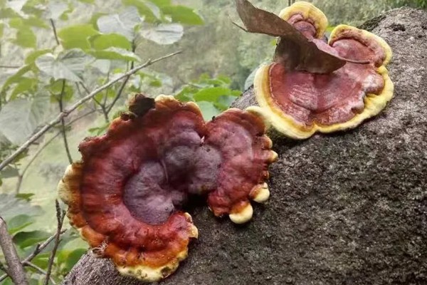 哪里产的灵芝比较好，长白山、大别山的灵芝好