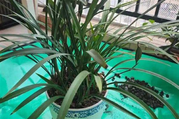 兰花黄叶黑尖如何处理，要严格控制水分