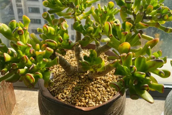 吸财树叶子掉了的原因，可能是浇水频繁所致