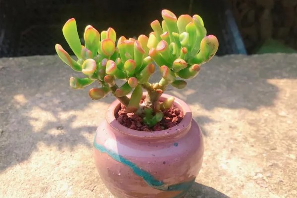 吸财树叶子掉了的原因，可能是浇水频繁所致