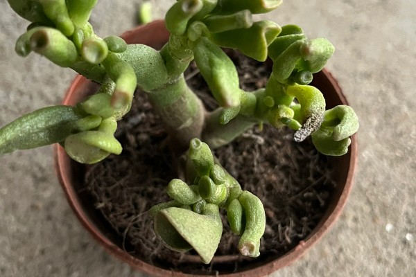 吸财树叶子掉了的原因，可能是浇水频繁所致
