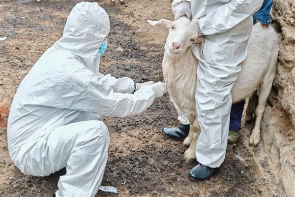 哪种羊不能打小反刍，老、弱、病、残、孕羊不可使用