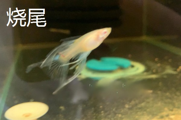 孔雀鱼烧尾和烂尾的区别，表现和危害均不同