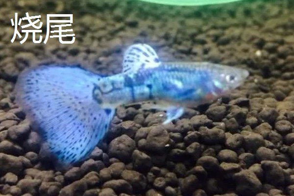 孔雀鱼烧尾和烂尾的区别，表现和危害均不同