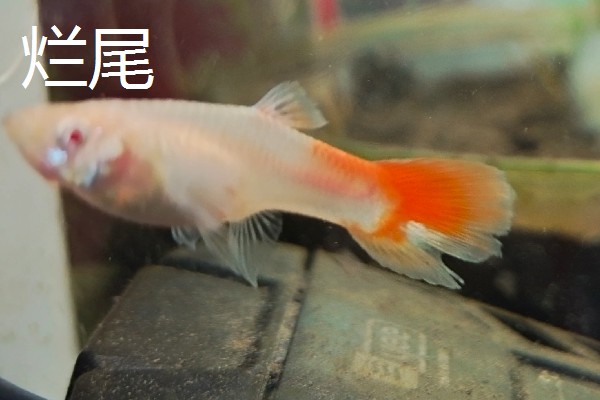 孔雀鱼烧尾和烂尾的区别，表现和危害均不同