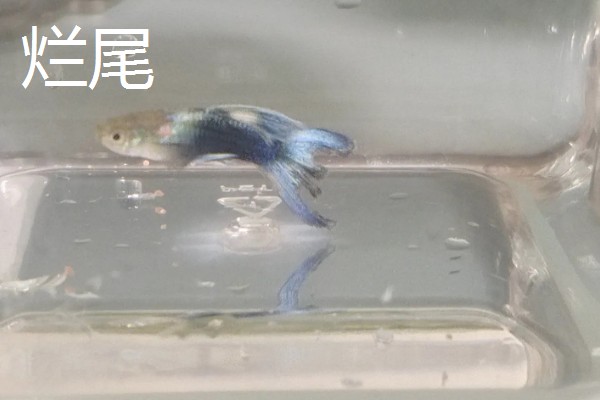 孔雀鱼烧尾和烂尾的区别，表现和危害均不同