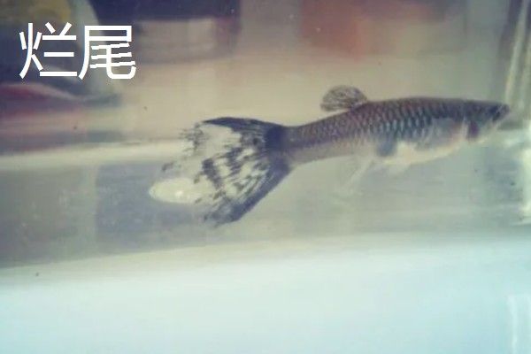 孔雀鱼烧尾和烂尾的区别，表现和危害均不同