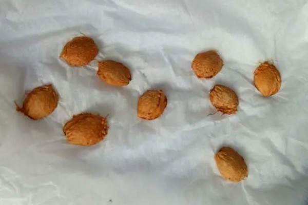 李子核种出来能不能结李子，李子核种植后能结李子