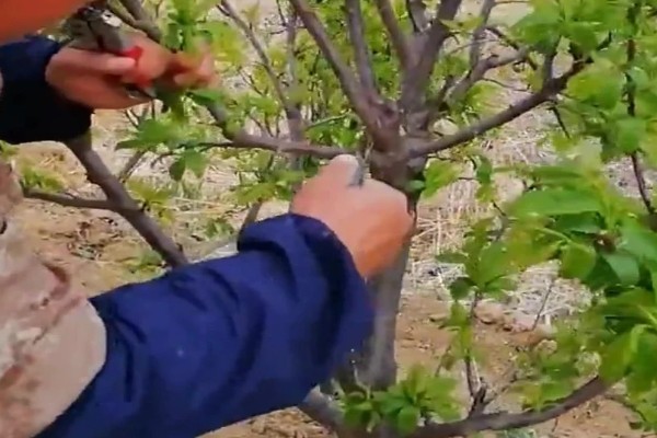 李子核种出来能不能结李子，李子核种植后能结李子