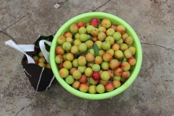 李子核种出来能不能结李子，李子核种植后能结李子