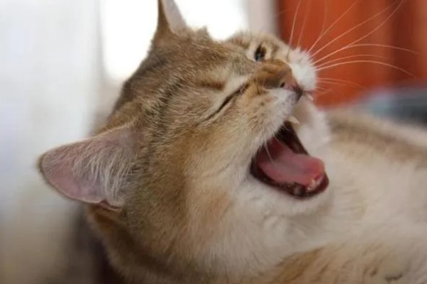 猫感冒打喷嚏如何用药，普通感冒使用普诺舒即可缓解
